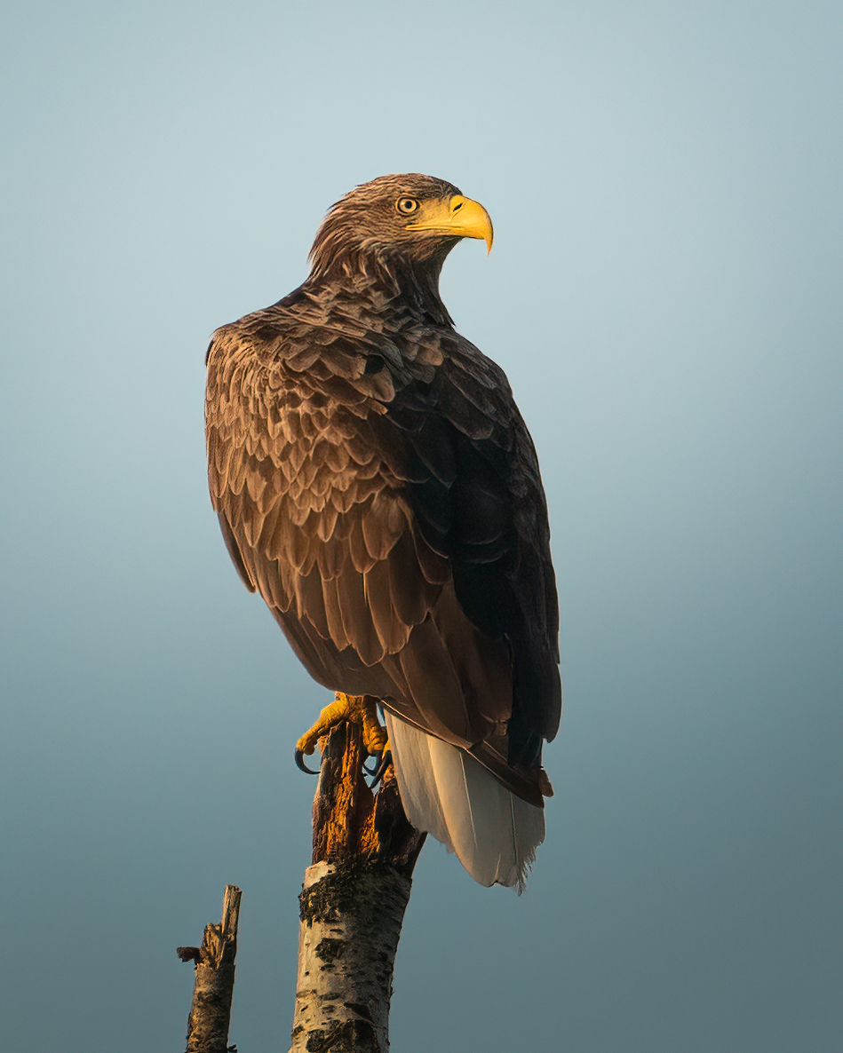 Edgars Trops tweet media