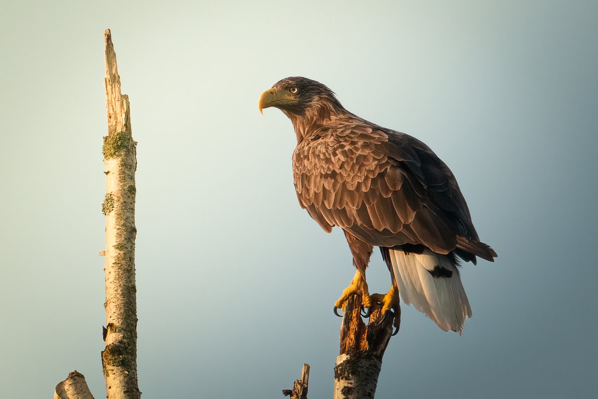 Edgars Trops tweet media