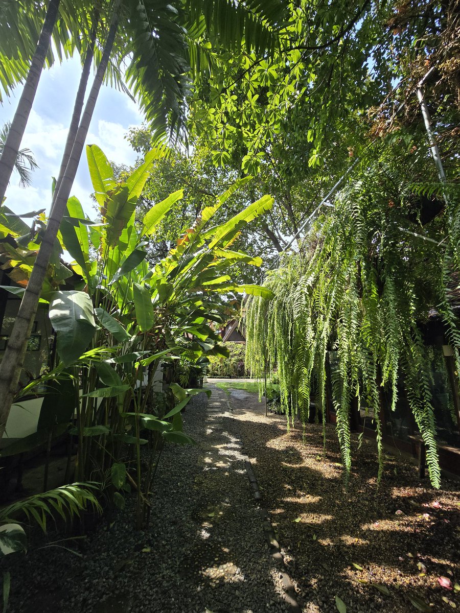 alamang1's tweet image. มาตามลายแทง 🍵😋
#Thoon
#Vientiane