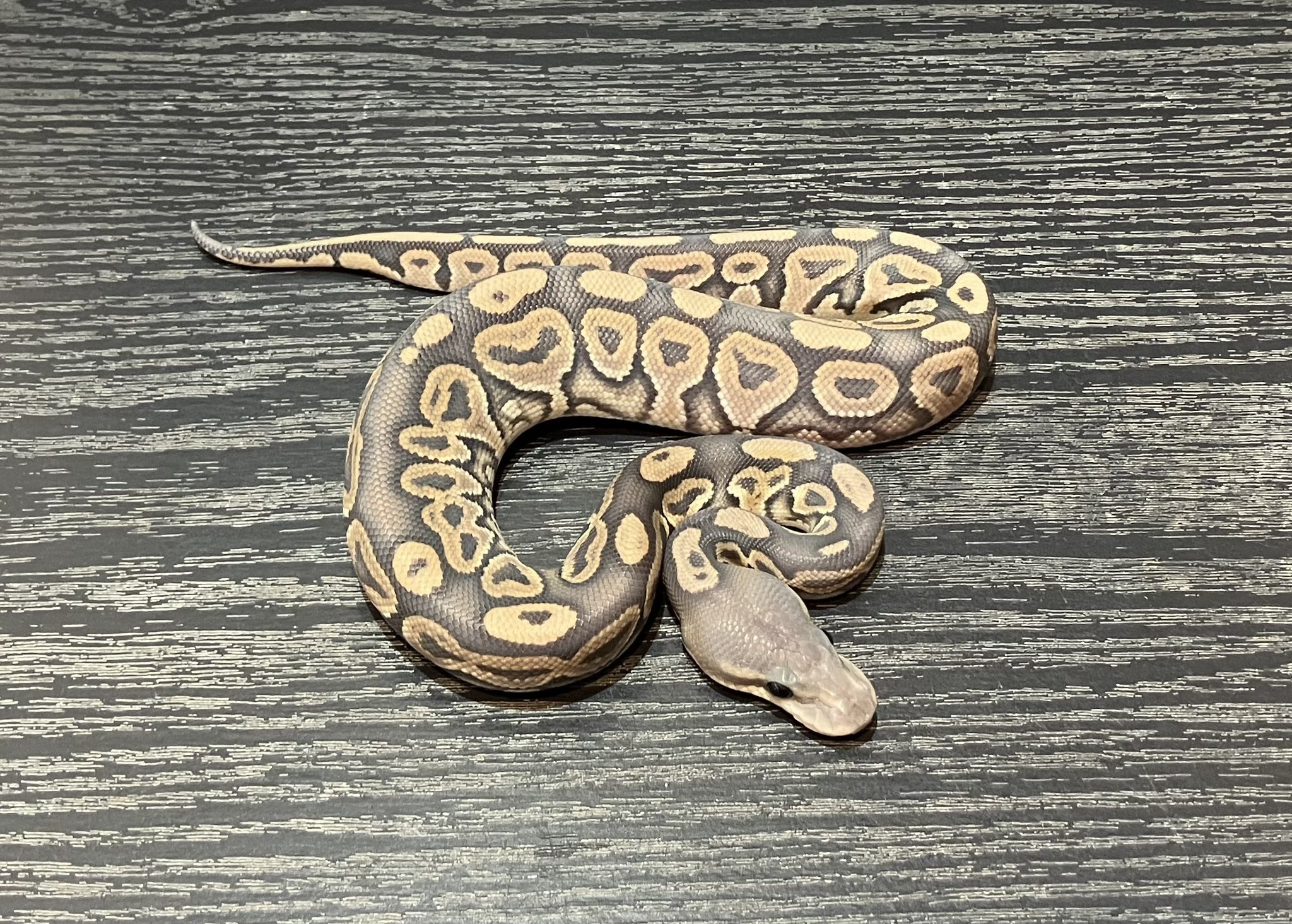 ペットショップ様 SHN REPTILES 2.0💮7日EXPO (@SHN_reptiles) / X