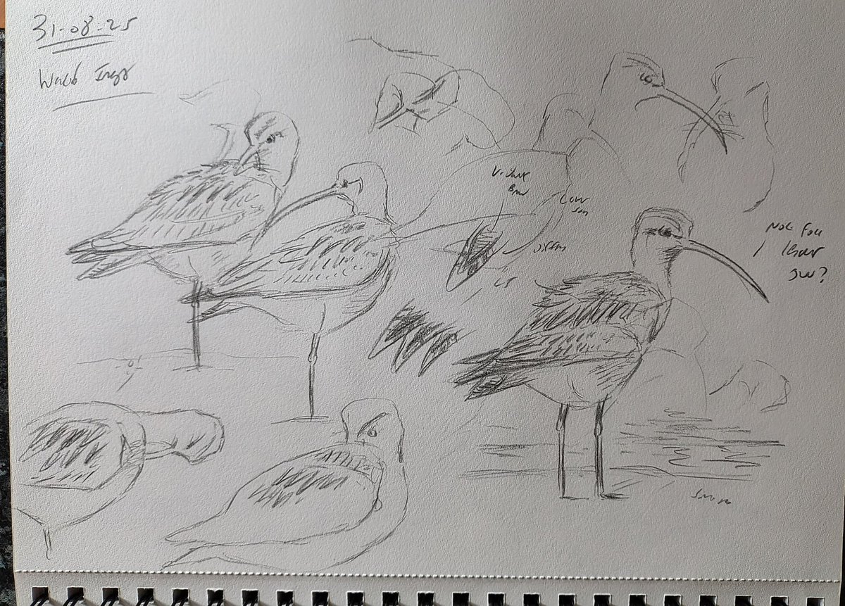 Russell Boland (@russboland) on Twitter photo Field sketches of a curlew <a href="/RSPB_OldMoor/">RSPB_OldMoor</a> <a href="/Barnsleybsg/">Barnsley Birders</a> recently, with a bit of colour added later. Not seen many autumn birds here so it was nice to study this one. Cheers <a href="/waderquest/">Wader Quest</a> <a href="/TheDearneValley/">The Dearne Valley</a> Field sketches of a curlew <a href="/RSPB_OldMoor/">RSPB_OldMoor</a> <a href="/Barnsleybsg/">Barnsley Birders</a> recently, with a bit of colour added later. Not seen many autumn birds here so it was nice to study this one. Cheers <a href="/waderquest/">Wader Quest</a> <a href="/TheDearneValley/">The Dearne Valley</a>