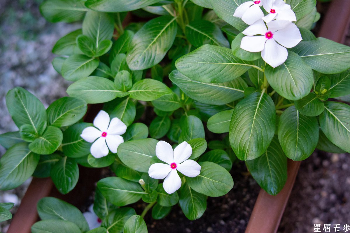 stardust7th's tweet image. 250906📷

D7100 TAMRON 100-400

#我が家の花
#コペンとバイクが無い風景 
#d7100 #tamron100400 
#tamron100400mm