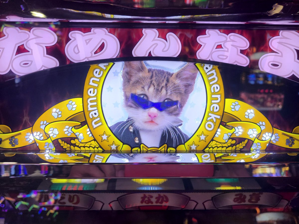 PONYmBOY's tweet photo. なめんなよ😾 https://t.co/TyGS3JG5SB