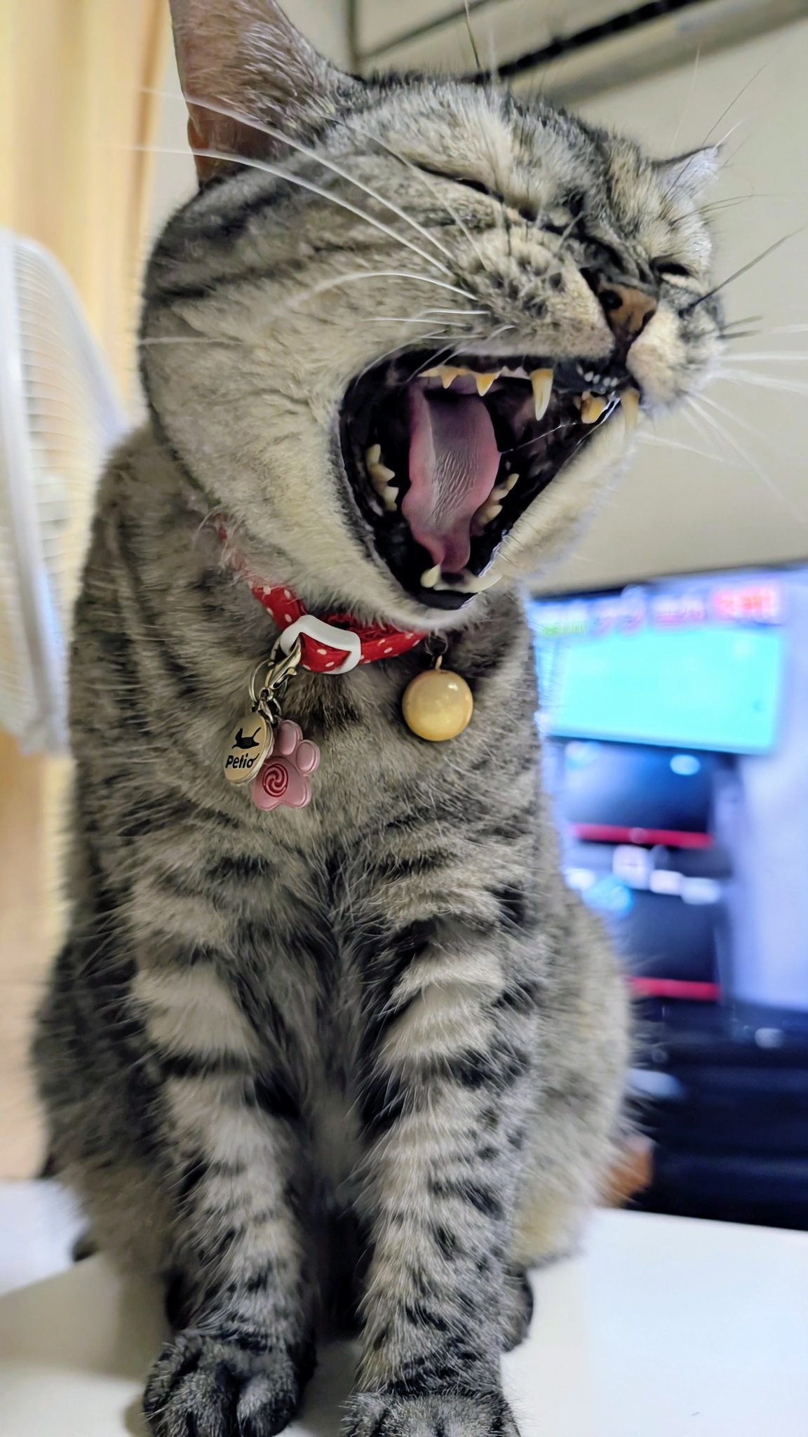 ねこさん 高城れに（ももいろクローバーZ）×スコティッシュフォールドのぜ
