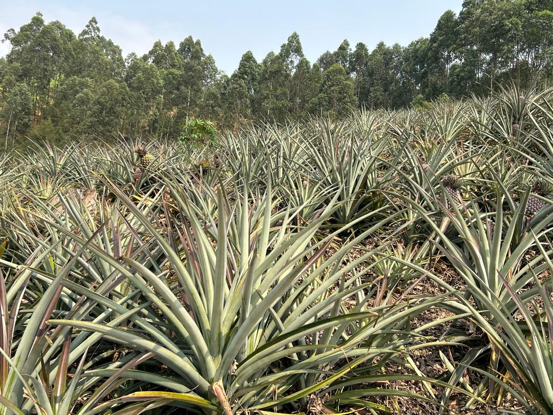 irakoze____'s tweet photo. Morning in Rutana / Burunga 
Pineapple  field

Inanasi 👌 https://t.co/YNJ60ioE46