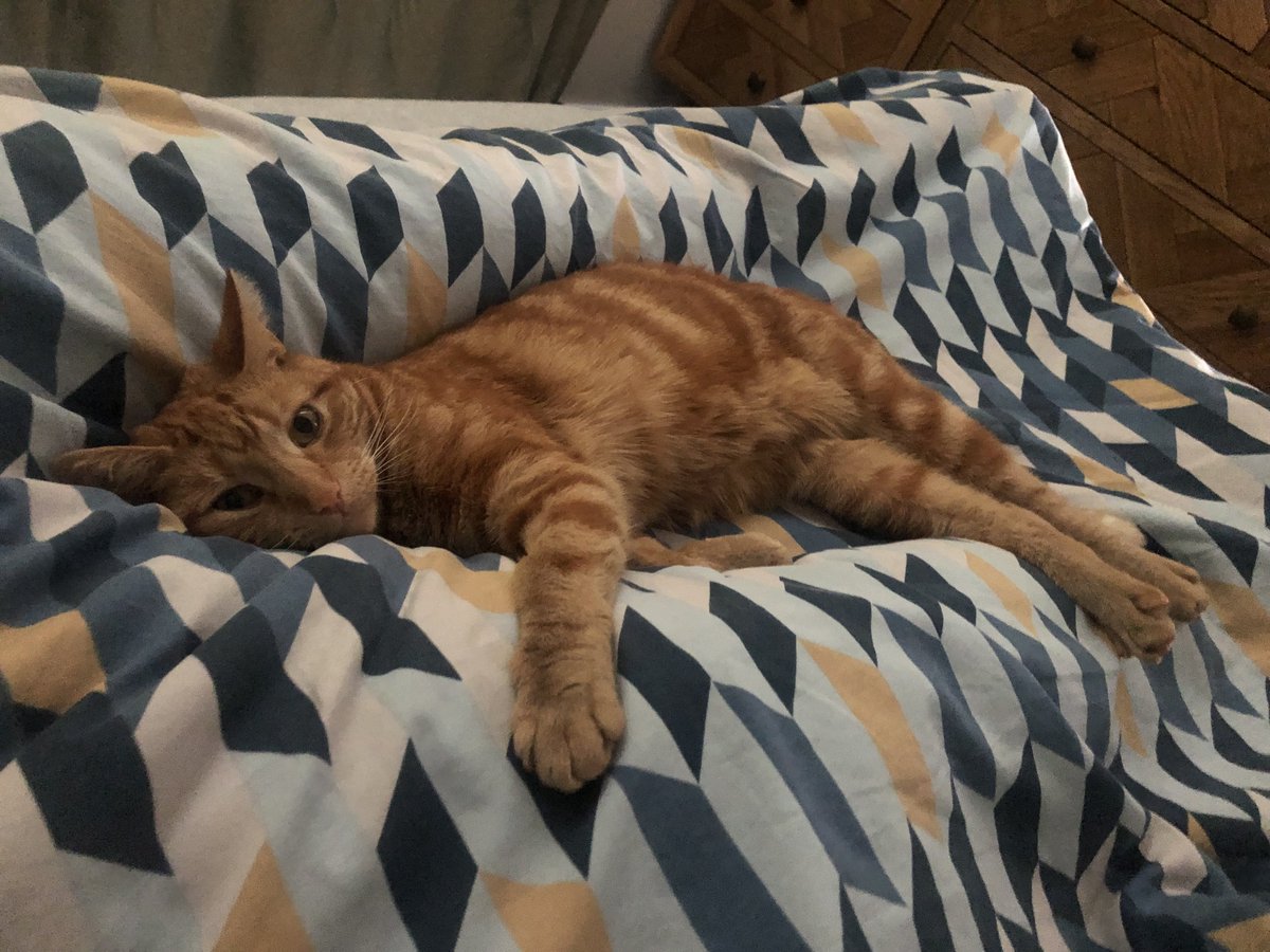 Brilliant lecture by <a href="/PeterBrandEgypt/">Dr. Peter J Brand</a> for <a href="/petriefriends/">Friends of the Petrie Museum</a> yesterday. Then home to see my own “slayer-of-his-foes” (name of Ramesses II’s pet lion) 🥰