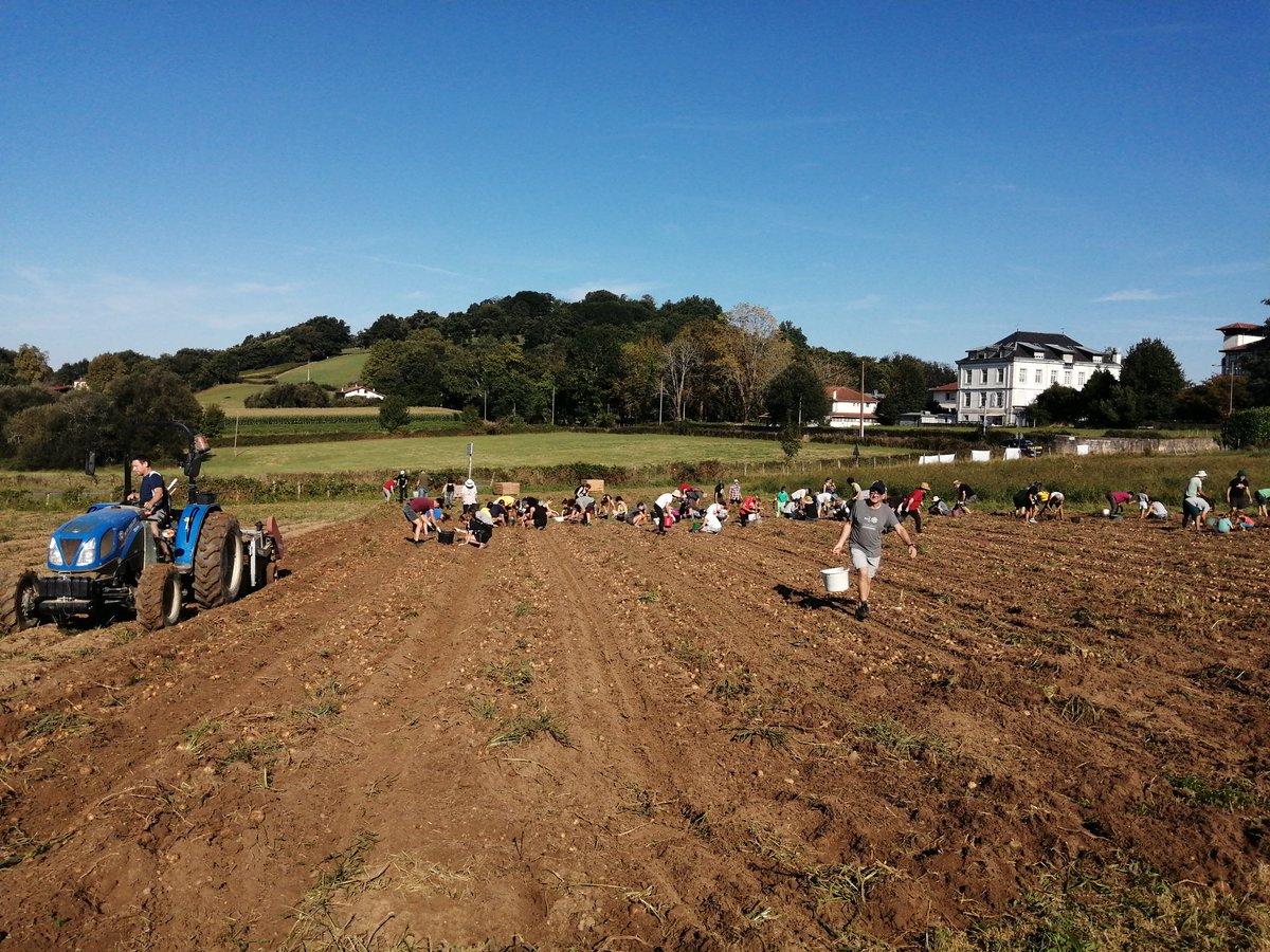 MediabaskInfo's tweet photo. #Cambo : une centaine de personnes participe à la récolte des patates plantées dans le potager improvisé sur les terres du projet immobilier controversé de #Marienia https://t.co/ji1c6QMA8Y