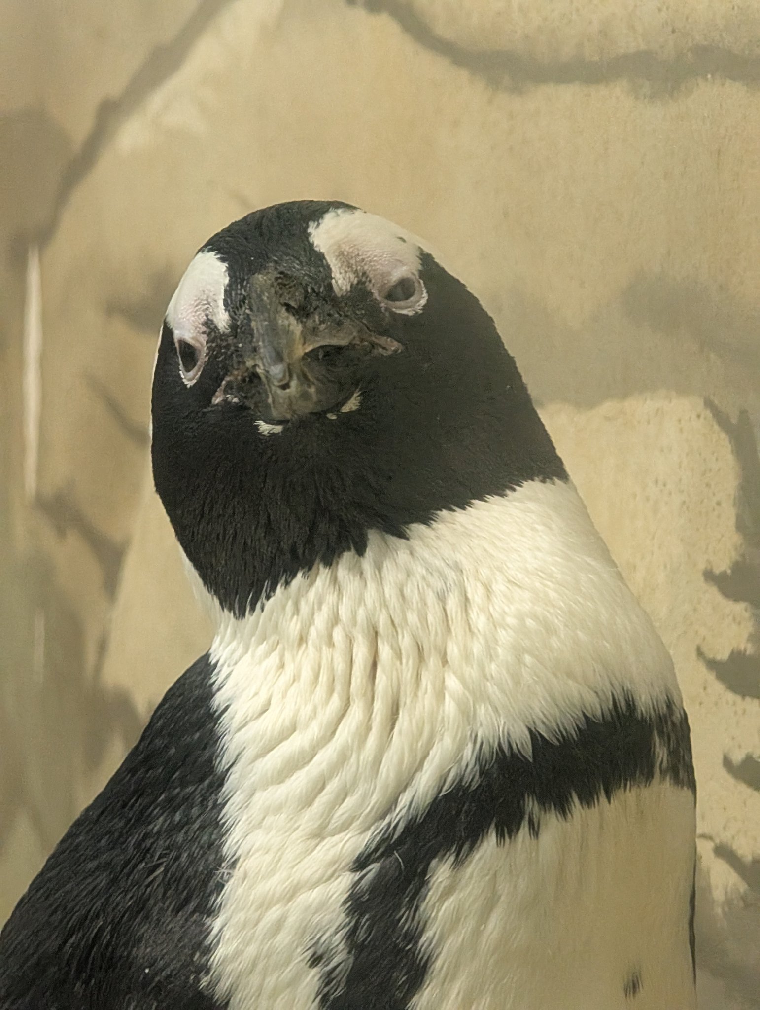 ゆき🐾🐾🐾🌈🐶✨ on X: 