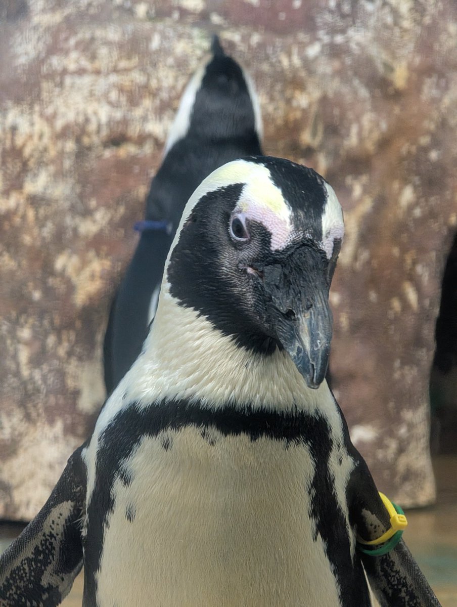 あるペンギンとある男のお話　たかはさち ゆき🐾🐾🐾🌈🐶✨ on X: 