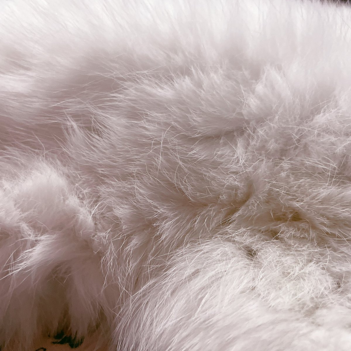 ふくちゃんのおなか
#ねこ #三毛猫 #cat