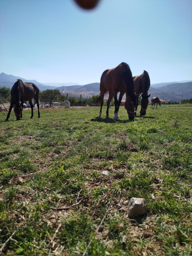 Çaldıran Harası kısrakların neşesi yerinde  Doğal ayrık yeşillik.....