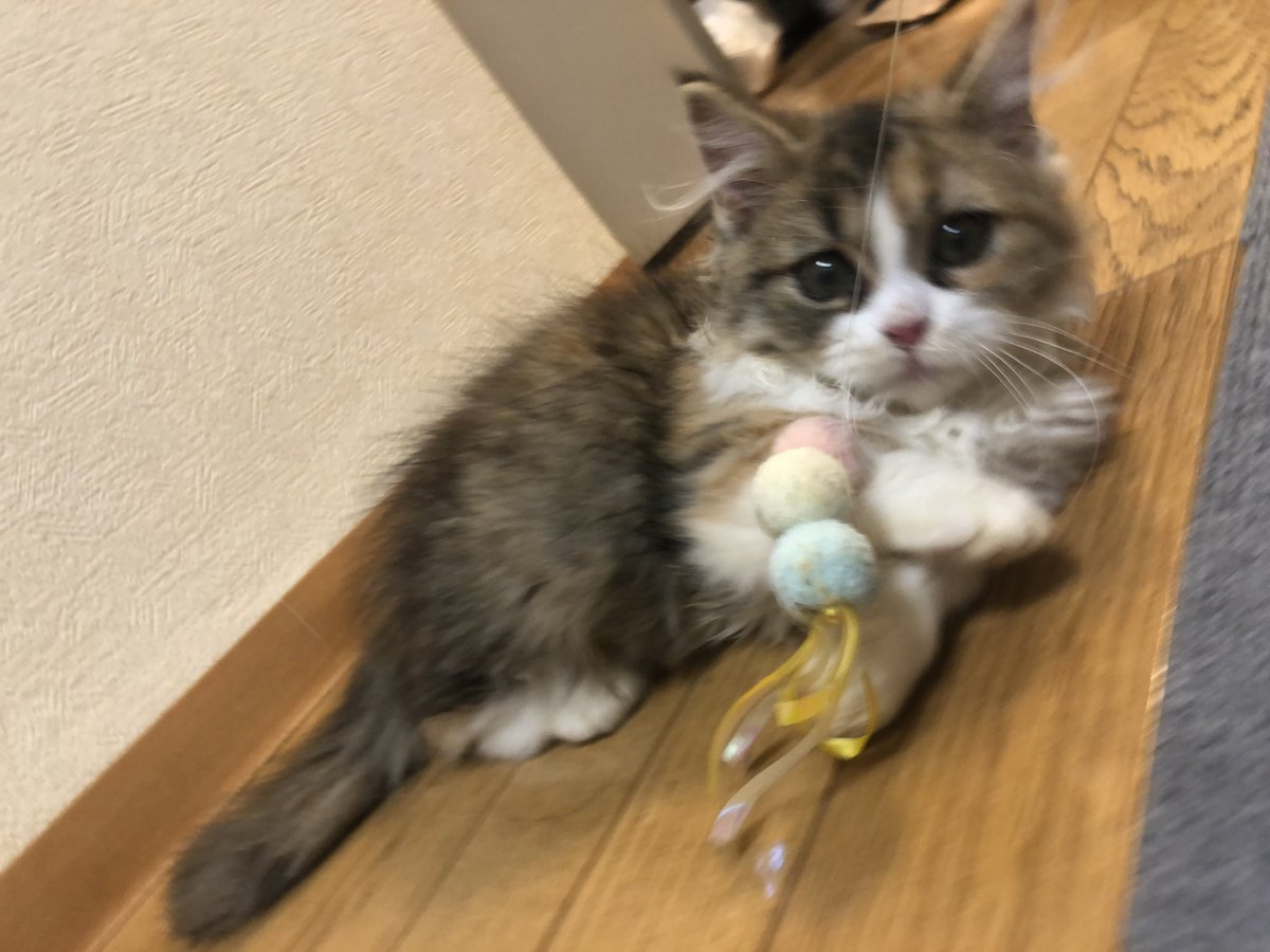 🐹お知らせ🐹
本日barCitrus18時30分開店になります🍷

オープンに合わせていただいてた方には申し訳ありませんが、子こむぎの可愛さに免じて許して！お願い！