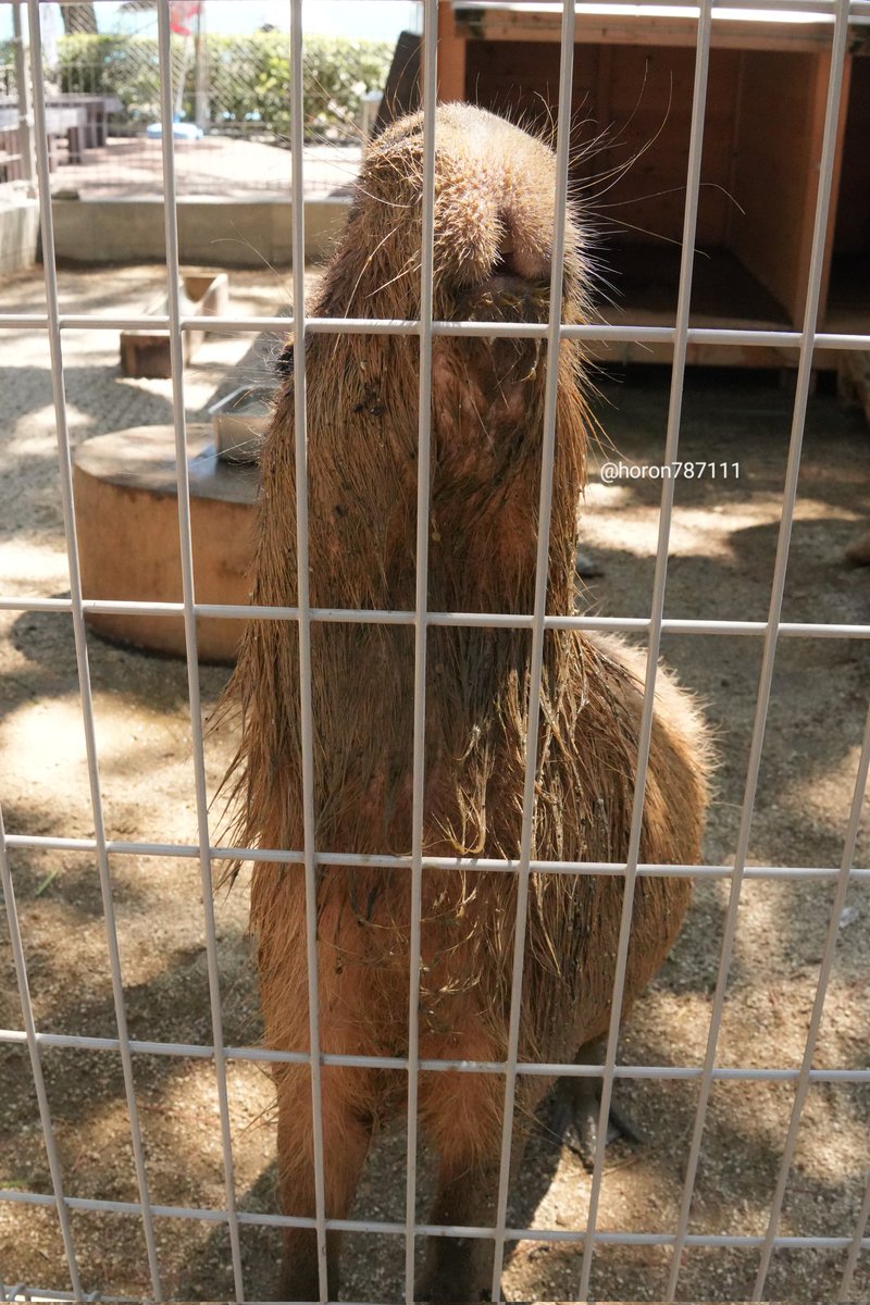 ちょっとまって
#カピバラ　#桂浜水族館