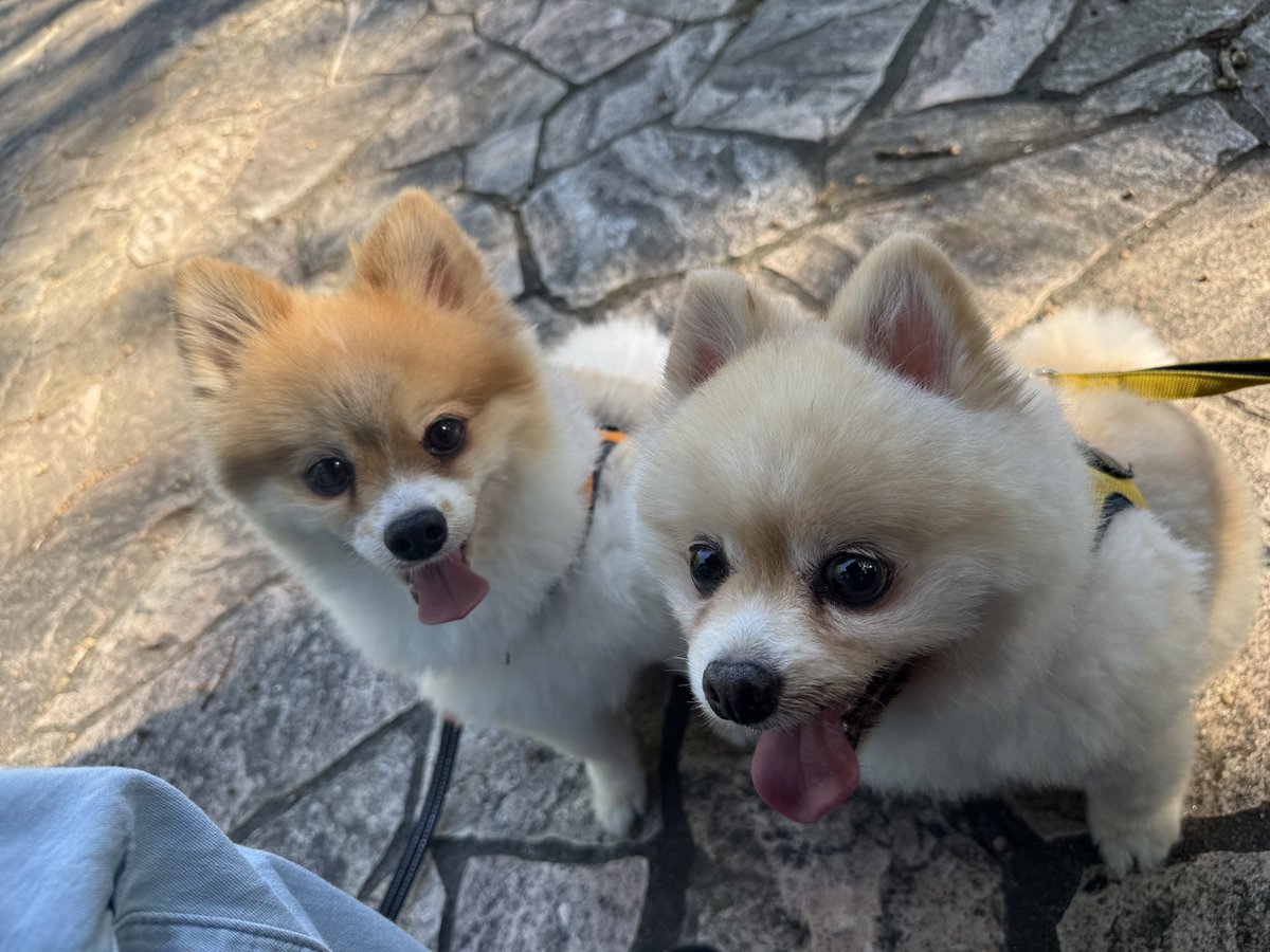 maimaiko0611's tweet image. キャンプだ、ほい！