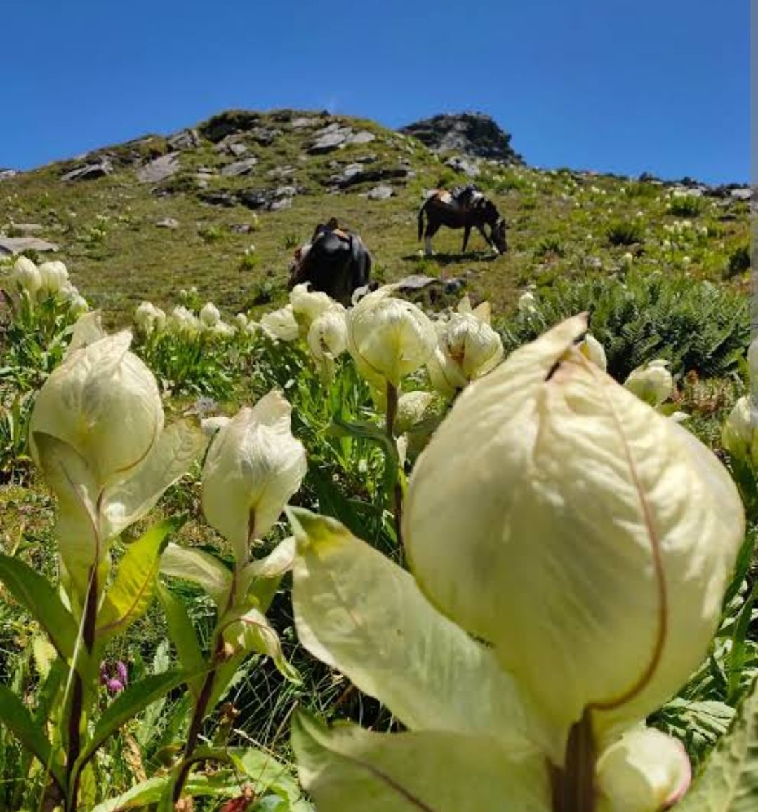 sidhshuk's tweet image. 10,000 people.

Please tell me how that eco system can sustain 10,000 people.

It cannot. All this is for money.

Admin at fault ofcourse but locals should also raise their voices. Have a cap...

People picking brahma kamals and taking them also. 

#manimahesh #HimachalPradesh