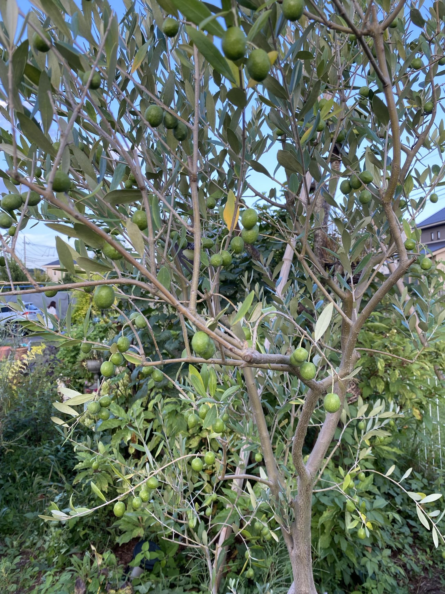 シルバーティーツリー - Search / X