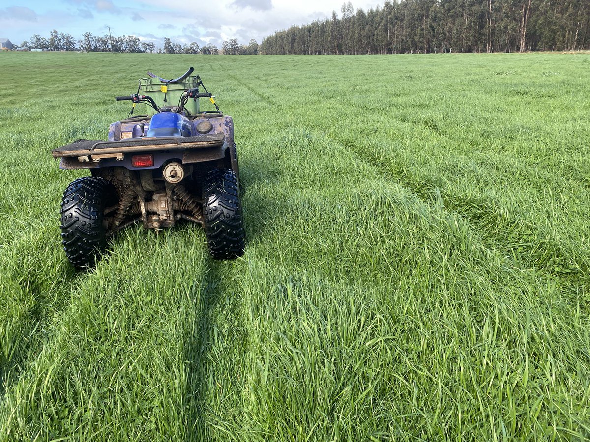 Dams are full with only one left to overflow. Pastures are finally starting to kick into gear. Certainly been a winter of old in SW WA.