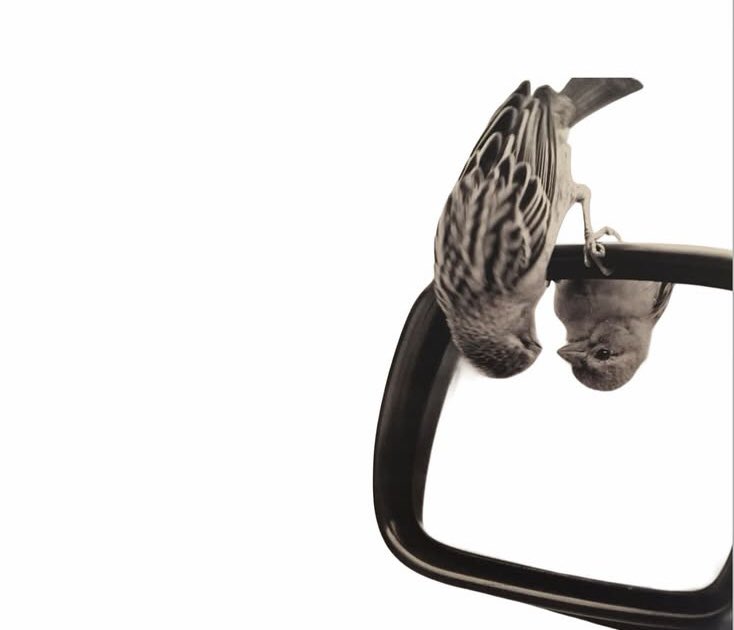 Sıradan biri gibi görünen delinin biriyim..Kusurlarına ben bakarım ,siz zahmet etmeyin🙃