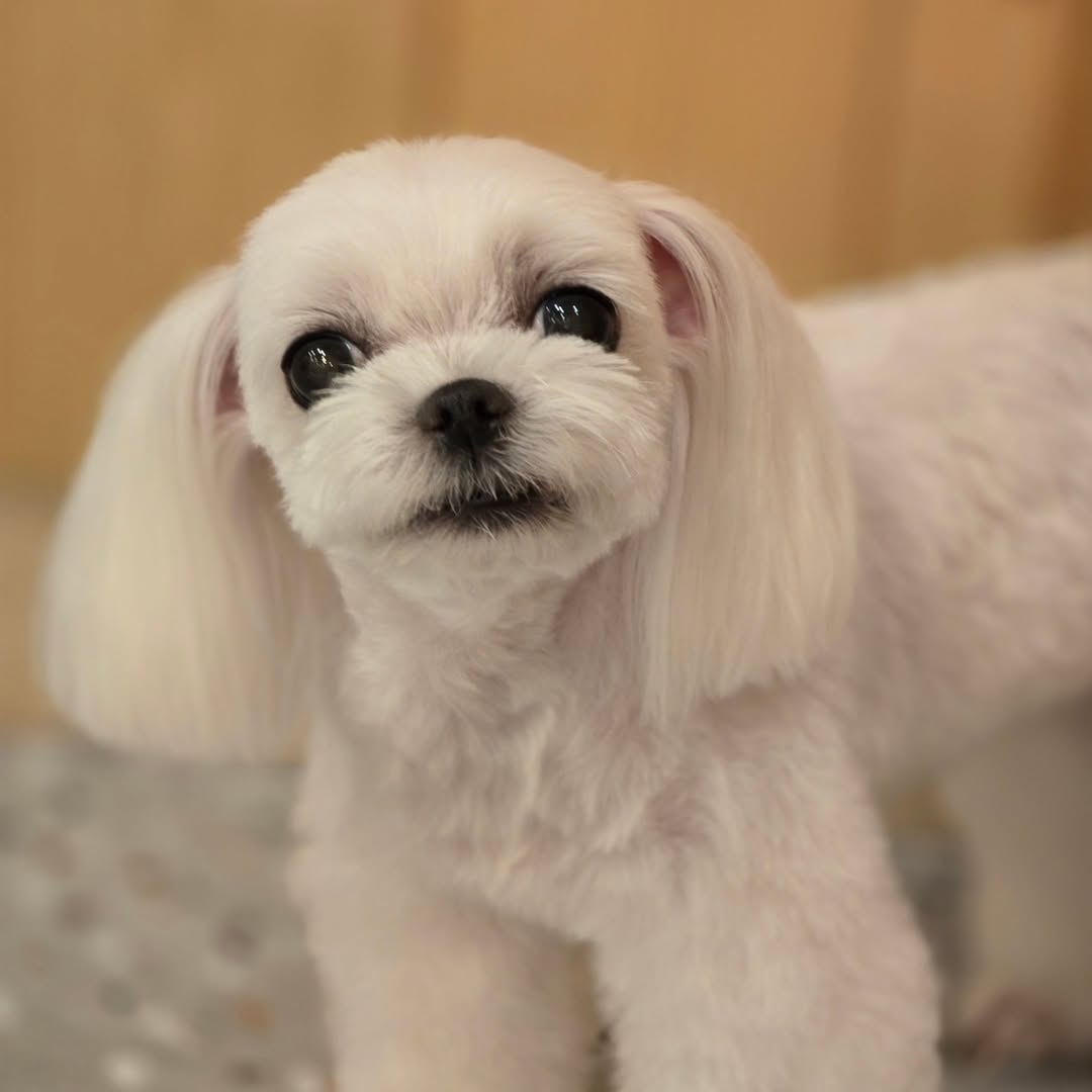 Princess from Grace Pet Grooming Studio instagram

#TiffanyYoung #티파니영 #티파니 #young1