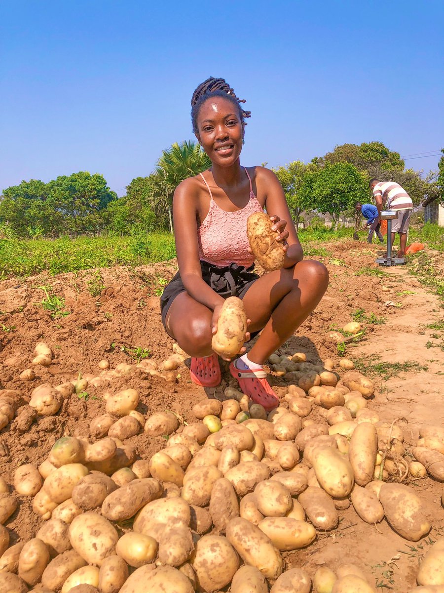 If you are interested in farming like and retweet.
#Irish potatoes Production
