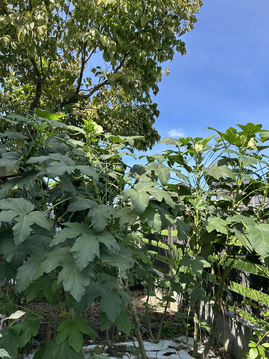 saekifarm's tweet photo. 🌱北側にある我が家の畑
夏が終わるとどんどん日陰に😳💦

ここからの季節…
日陰でも育つ野菜ってあるんかな…🤔❓ https://t.co/BEbMZrqsxR