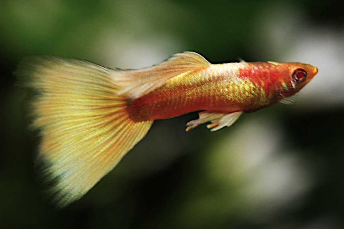 グッピページ 新生体情報！】 各種熱帯魚や、メダカ、海水魚等がきました！ 皆様のご