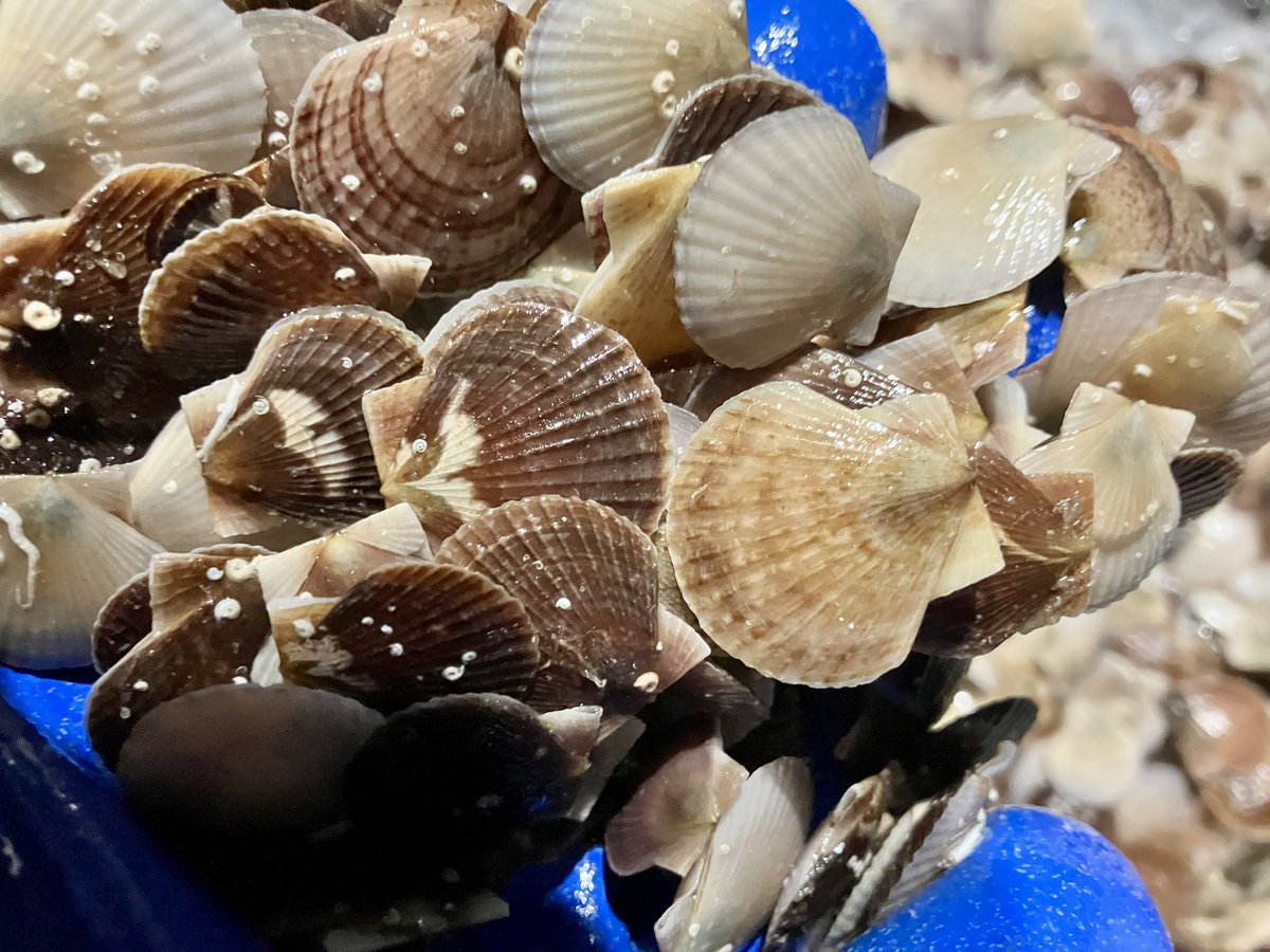 アベンジャーズ@3人の漁師 (@sh02one) / Posts / X