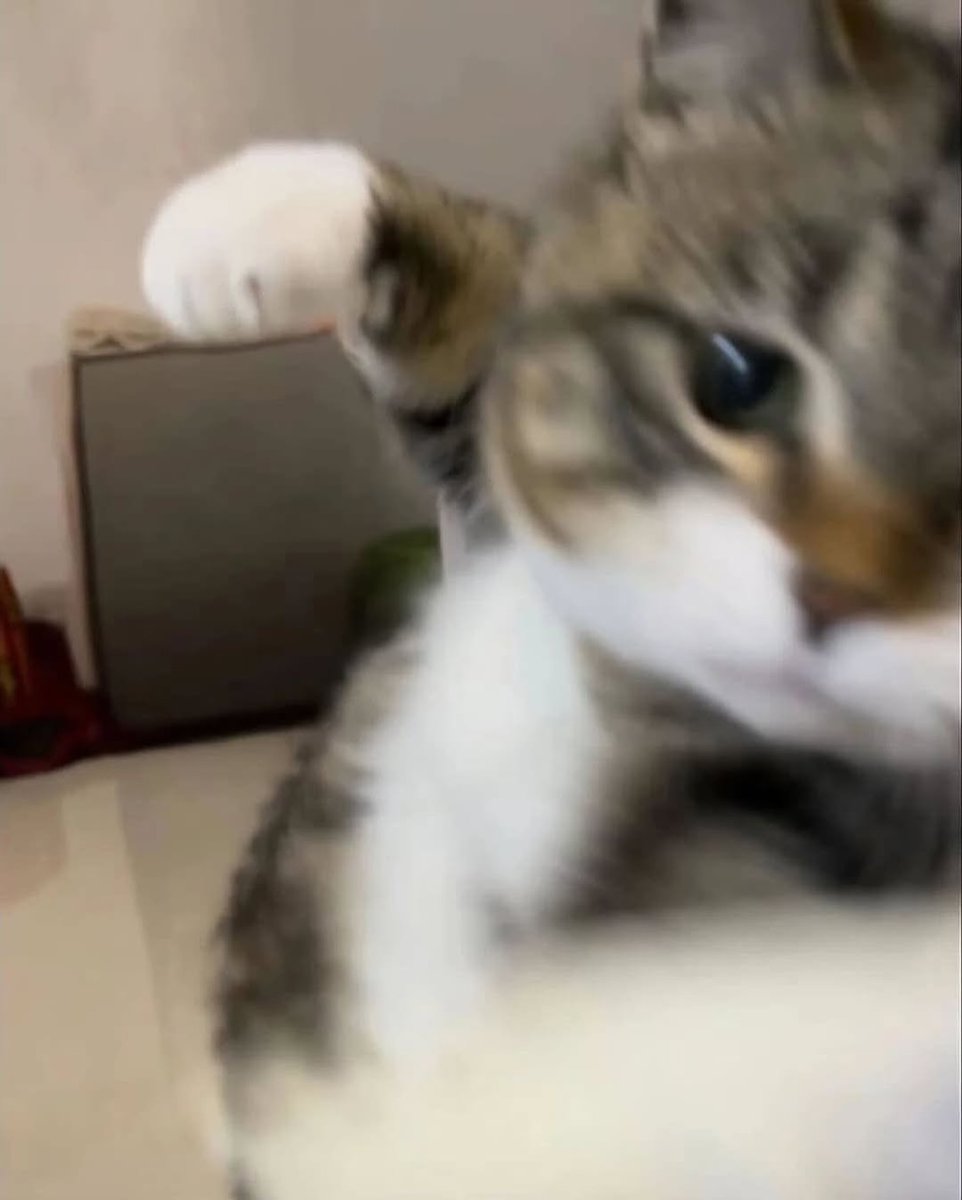 TheCatsX's tweet photo. 👊👊👊 https://t.co/YQyiLTZXTJ