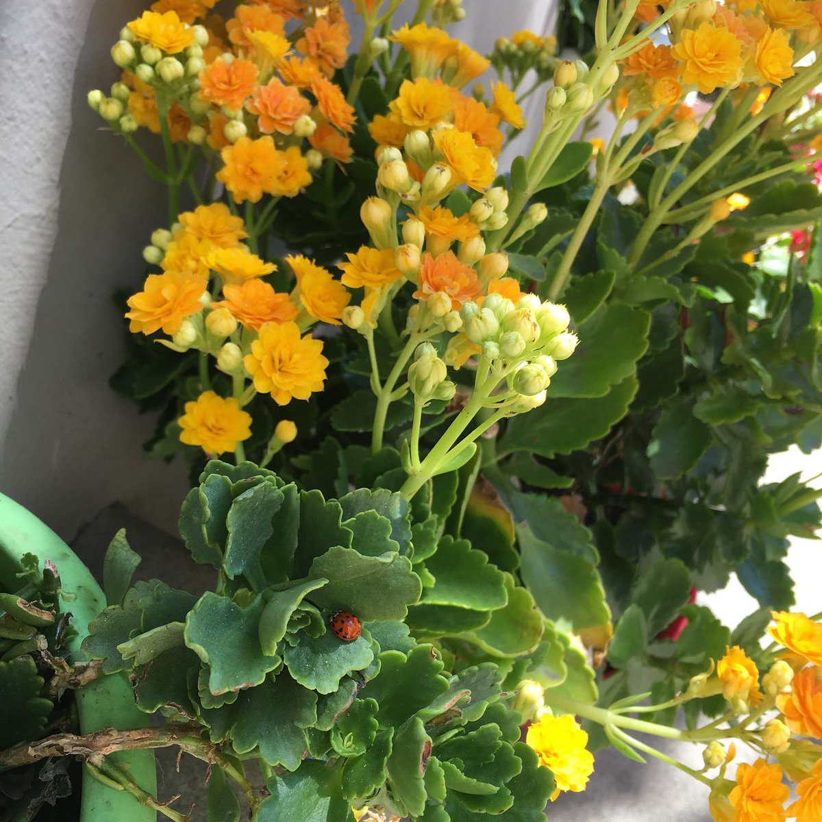 _itsmebetty's tweet photo. Blooming beauty and a tiny friend, Nature's perfect pairing🌼🐞
#LadybugLove #Nature #TinyTreasures https://t.co/BEmx9QqJWM