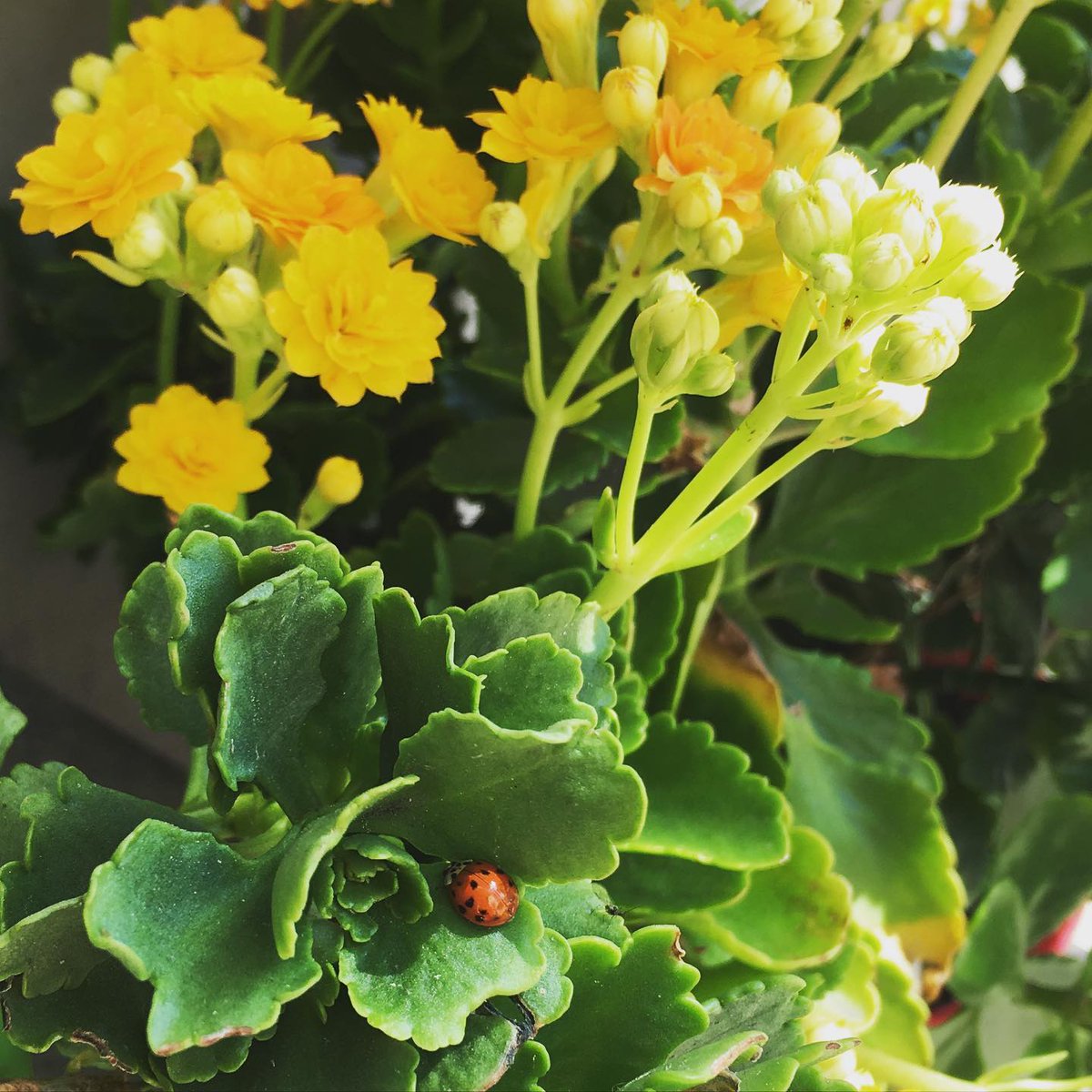 _itsmebetty's tweet photo. Blooming beauty and a tiny friend, Nature's perfect pairing🌼🐞
#LadybugLove #Nature #TinyTreasures https://t.co/BEmx9QqJWM