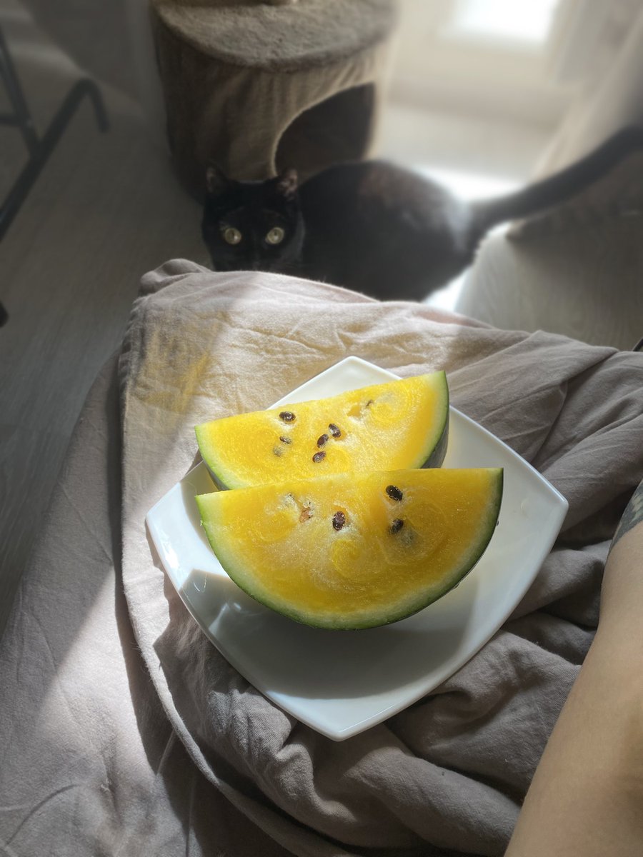 Кошка такая дурацкая не могууу