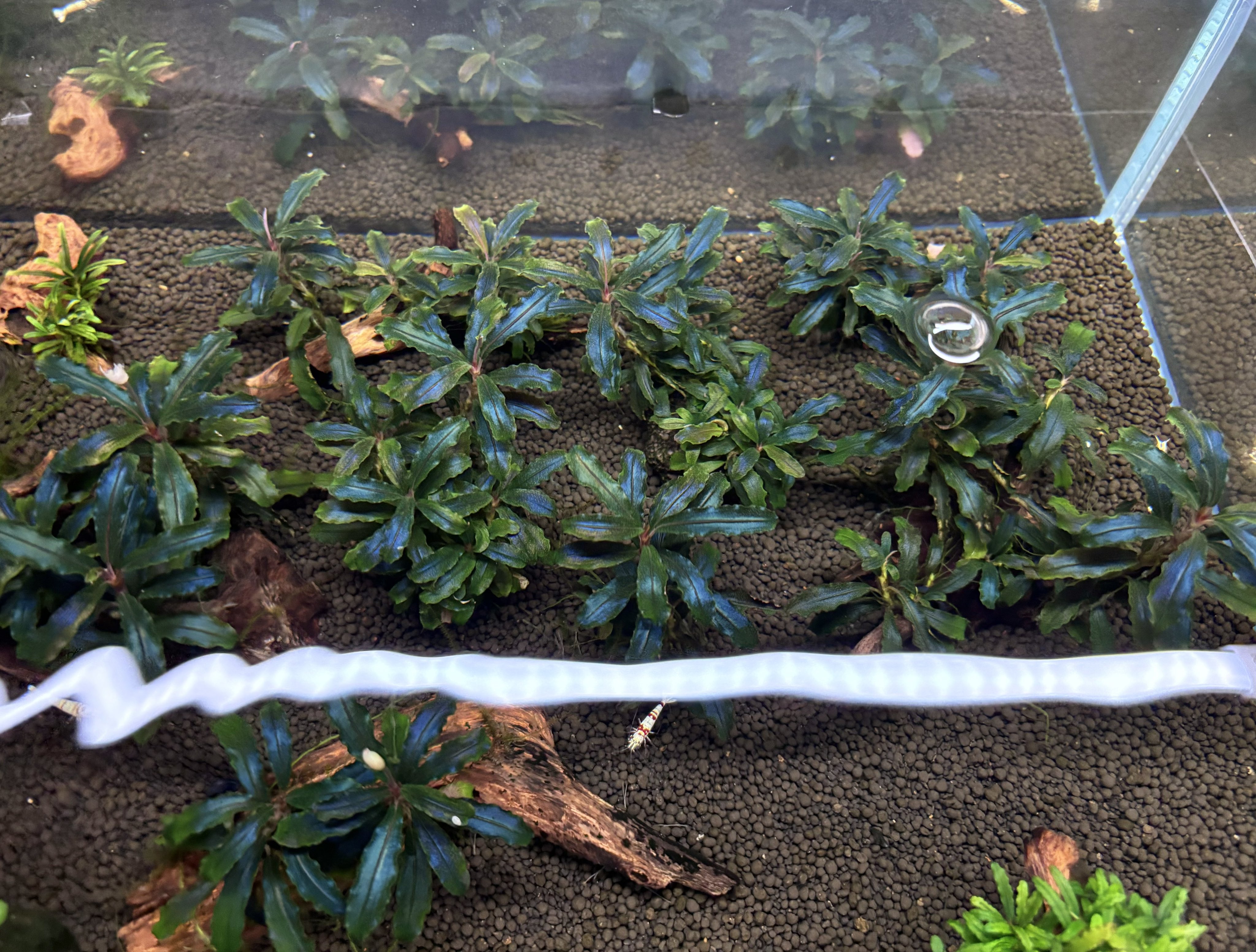 ブセファランドラ、青光り2点セット 【TB】 ブセファランドラ、青光り2点セット 【TB】 ﾌﾞｾﾌｧﾗﾝﾄﾞﾗ - Search / X