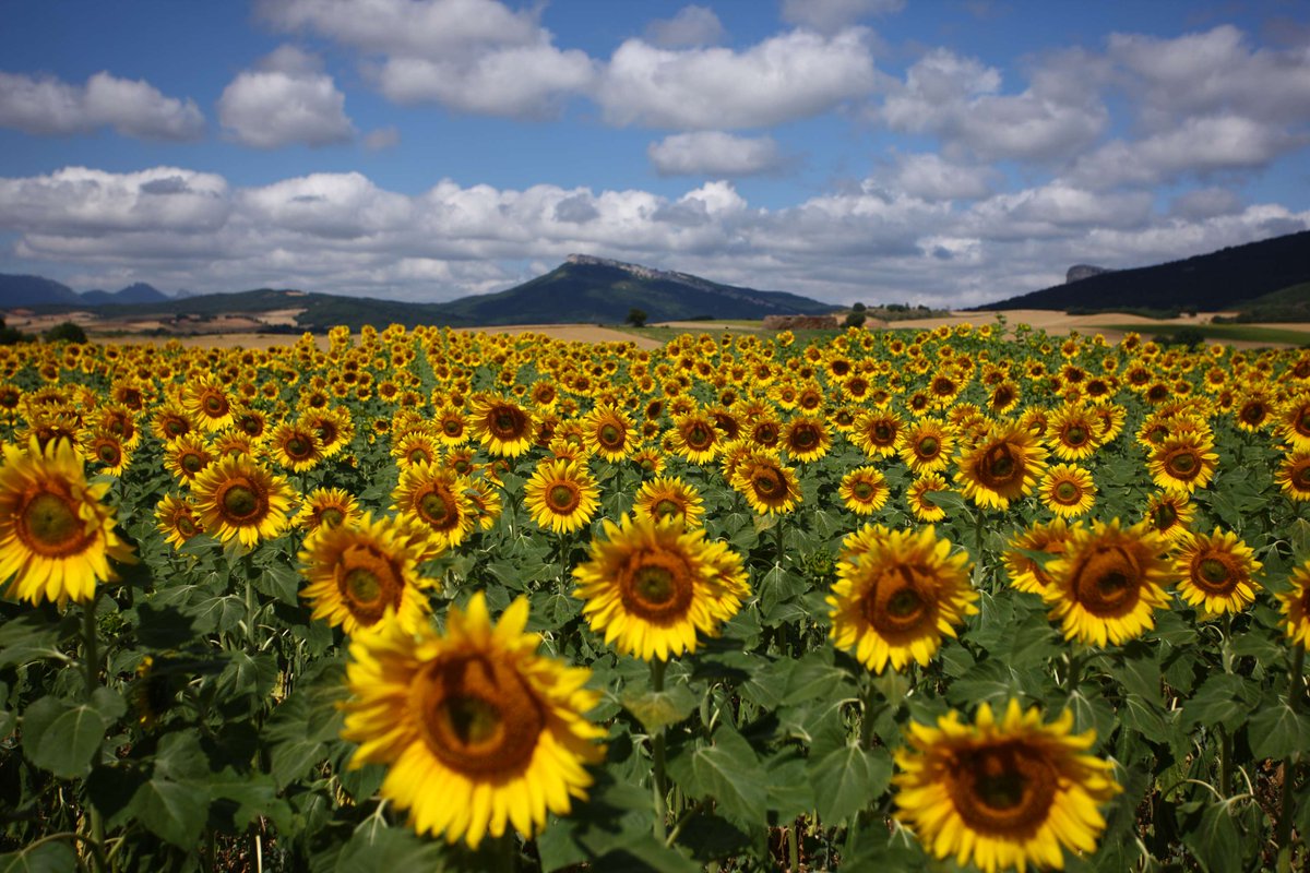 Una escapada a la naturaleza 💚

🌻El Parque Natural de Izki es un auténtico paraíso para perderse entre bosques, montañas y ríos.

Además, es hogar de la mayor reserva de quercus pyrenaica de Europa 🌳 y de una cultura rural única.

👉 ow.ly/BYNX50WR0A0