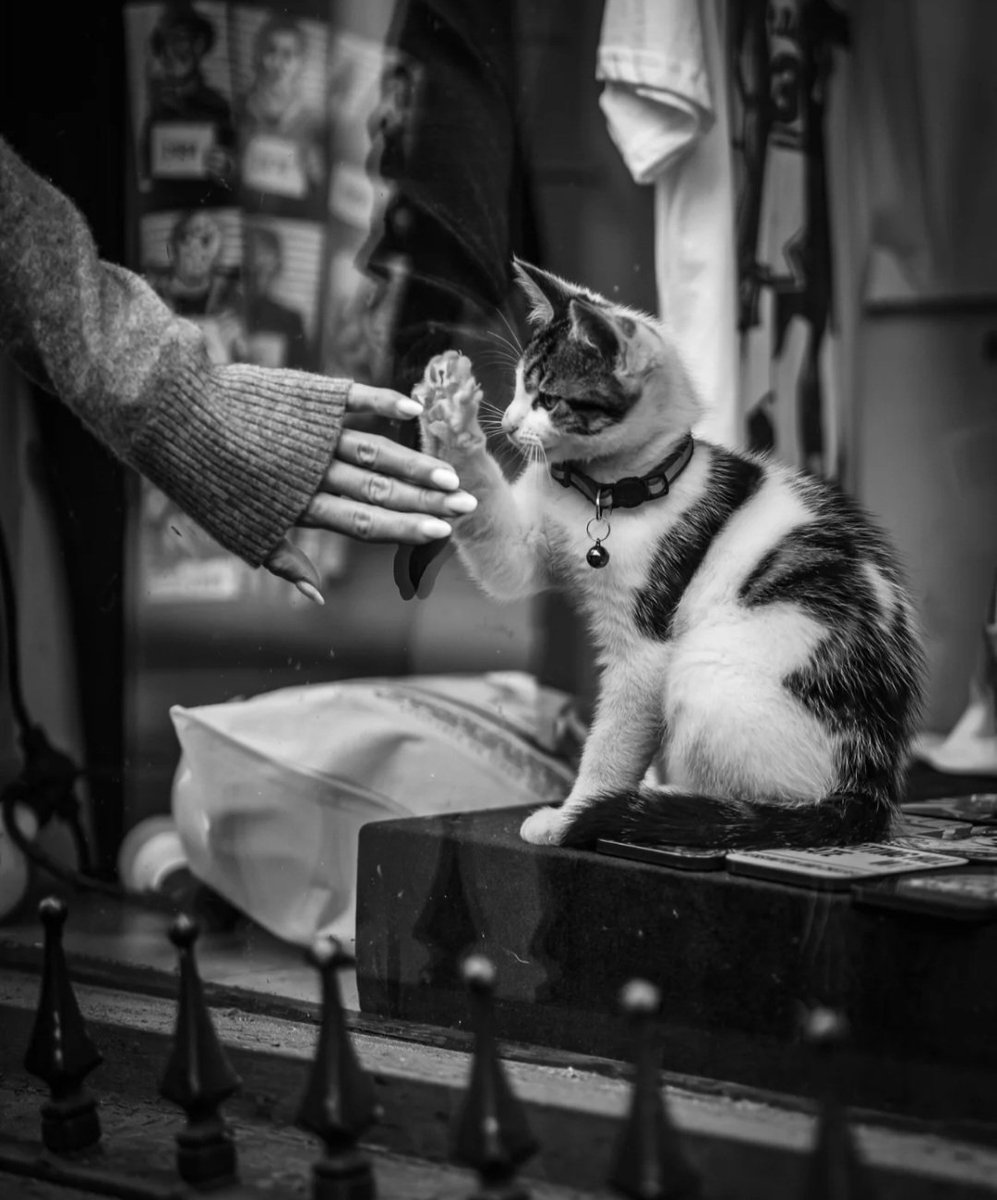 high five 
..
bnw_turk 
#Caturday