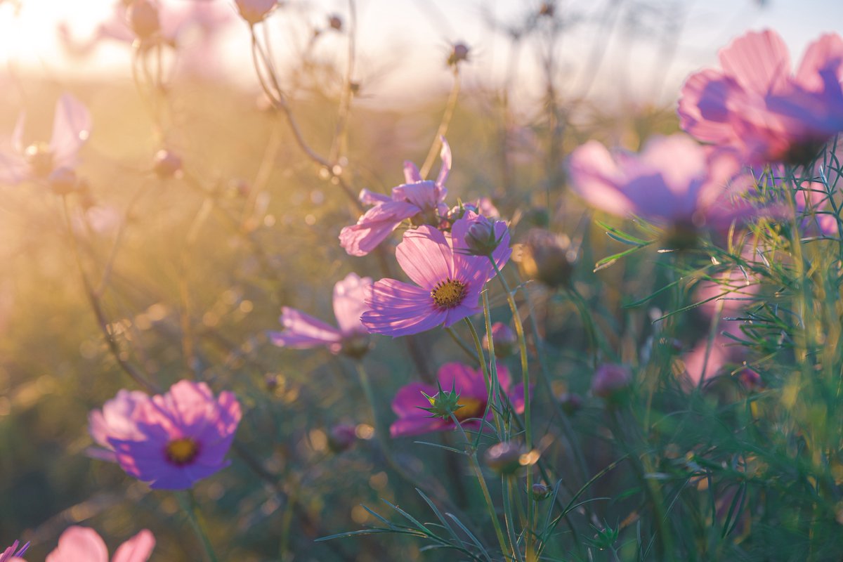 今年の秋はもっと綺麗だといいな。