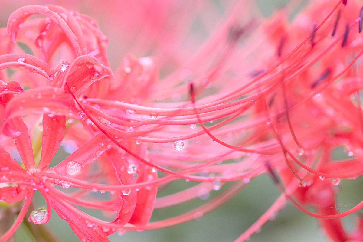 穏やかな時を 𓂃𓈒𓂂𓇬

#TLを花でいっぱいにしよう  
#写真好きな人と繋がりたい  
#ファインダー越しの私の世界