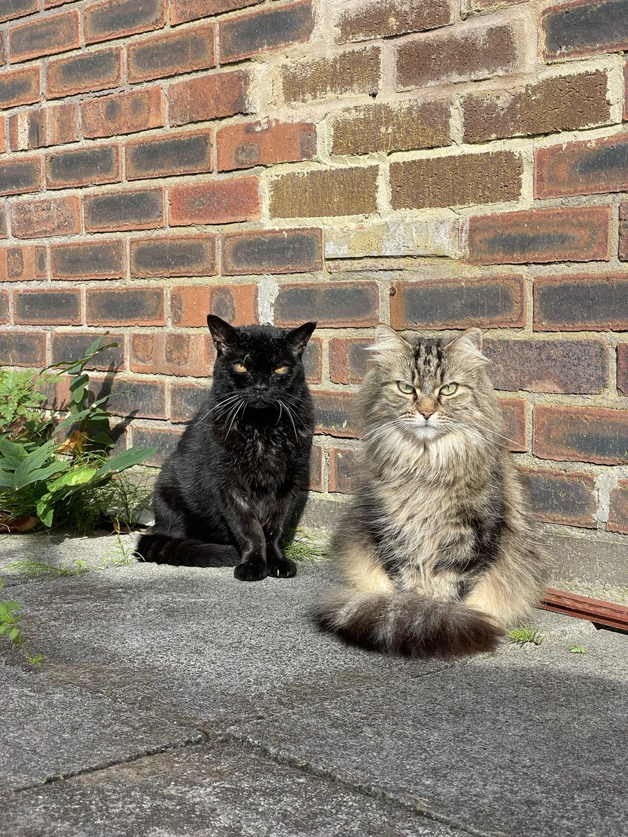 FurFamilyCats's tweet photo. The human says we are looking a bit #CatMafia this morning! 😹😹😹
I can assure you all, we are pussy cats!
#Bobby #ZaaZaa #Caturday https://t.co/G2DAtFC7nZ