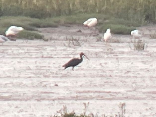 Tom Mabbett tweet media