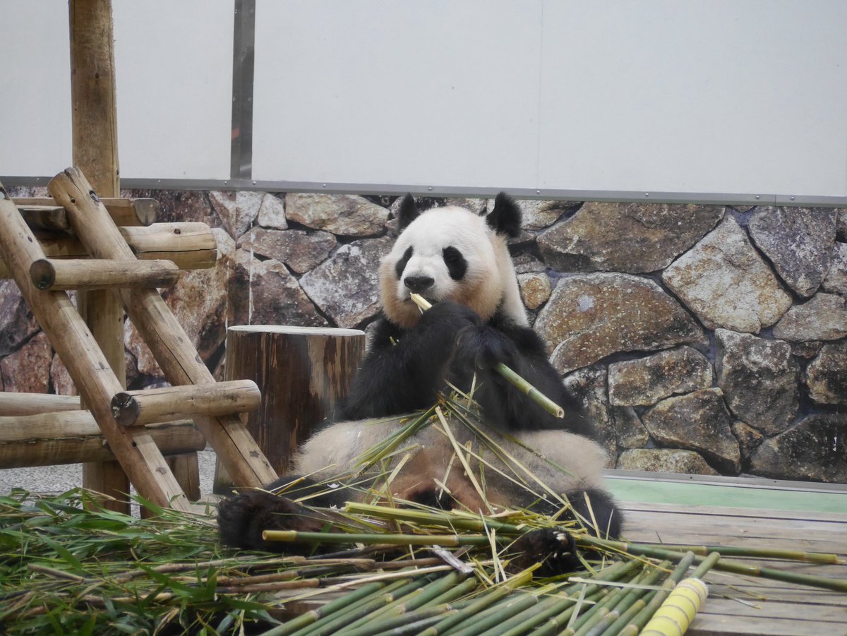 良浜🍎
お誕生日おめでとう✨
そちらでの暮らしはどうですか？
アドベンにいた時と変わらず、モリモリ竹を食べて、いい色になって（余計な一言）楽しく過ごしてね🐼
#アドベンチャーワールド
#ジャイアントパンダ
#パンダ
#良浜