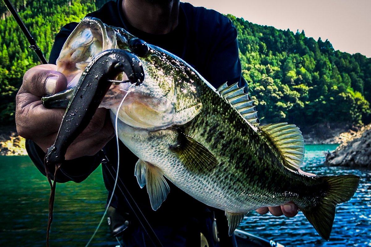 lifegraph_woody's tweet image. 台風前に少し出撃。

岬のディープをノーシンカーのボトストで。

#3pct 
#MYSTIK65 
#ワーム 
#池原ダム 
#バスフィッシング