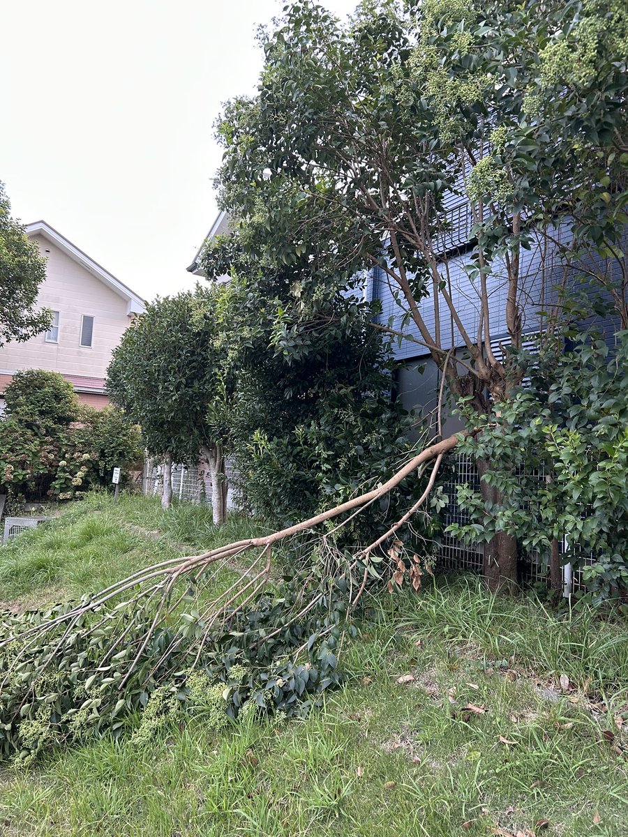 昨日の台風の爪痕は良くも悪くも残していったようだ。気持ちが良いほどのフレッシュエアーで朝から癒され、かたや倒木があちこちで見受けられる。昨日仕事だった人は大変だったろうに。
