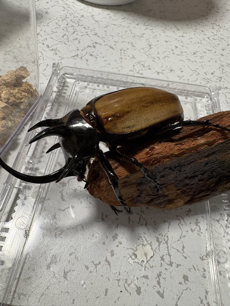 ゴホンヅノカブトご購入ありがとうございます！ お売りしたマンディ