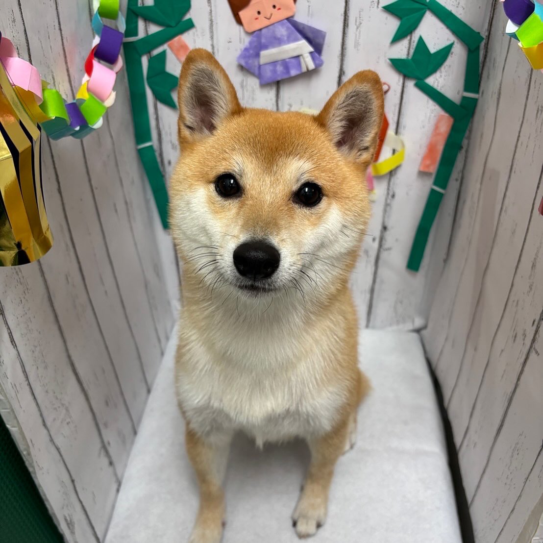 柴犬が好き Nova. (@EmilySteenwyk) / X