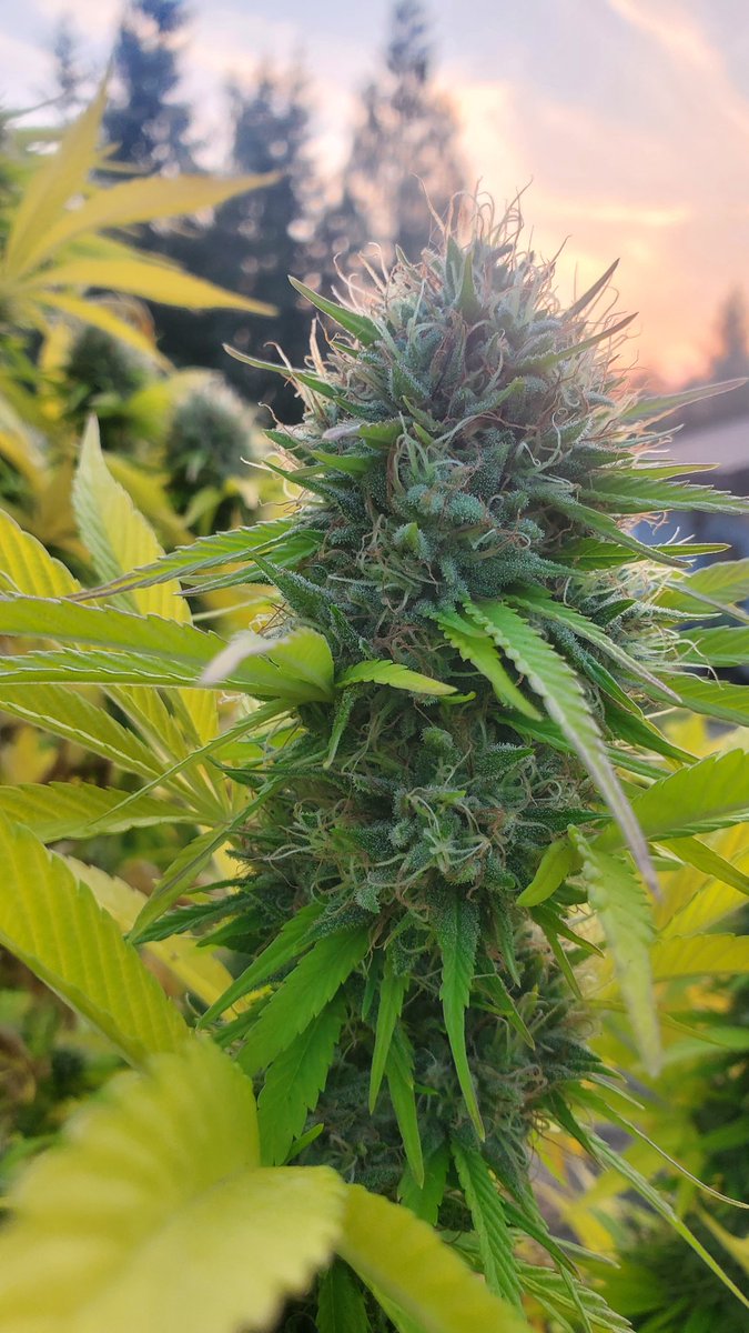 Sunrise CBG still a few units left via BC DD  <a href="/_herbaldispatch/">Herbal Dispatch (CSE: $HERB | OTC:$LUFFF)</a>