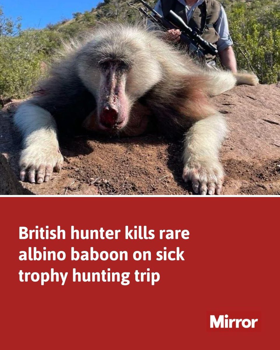 EXCLUSIVE: British hunter kills rare albino baboon on sick trophy hunting trip
A new report by the Campaign to Ban Trophy hunting has exposed British hunters who have killed our closest cousins on trips in Africa