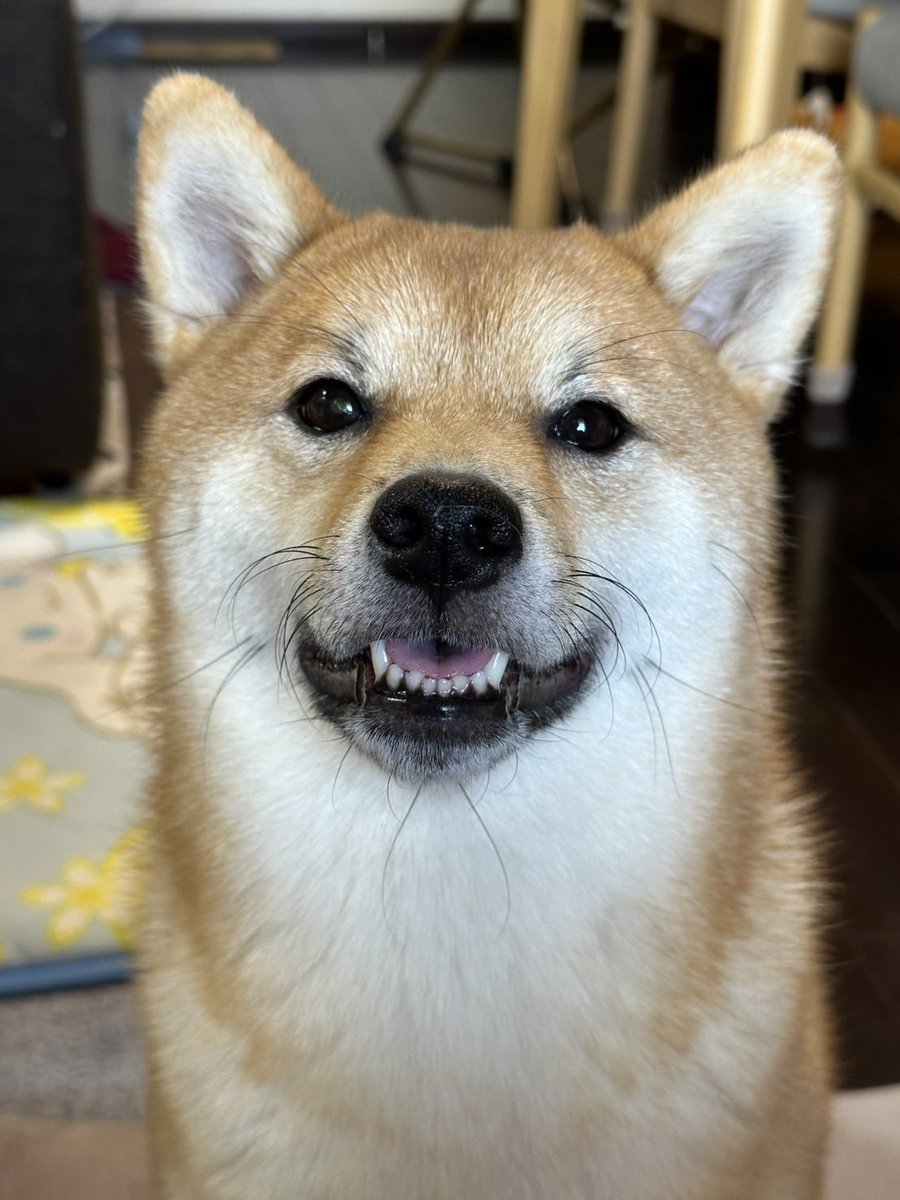 しばけん 柴犬こめ0歳 (@shibainukome) / X