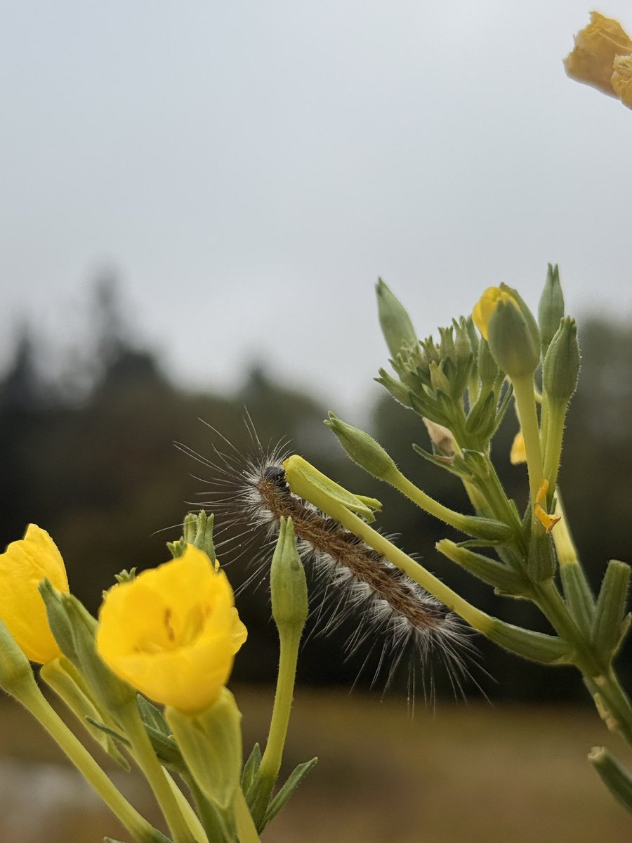 sweet_leef's tweet image. quite the hair do! the fall web worm! 

#insects #macro #bug #NaturePhotography
