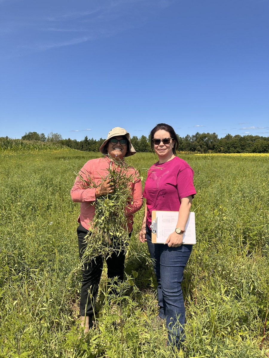 grasspeanet's tweet image. 🌱 Exciting day in the field!
Our #Grasspea project at @universitelaval &amp;amp; @cerom2017 funded by #MAPAQ, is growing strong. Collaboration in action to explore this resilient crop for a more sustainable Québec agriculture. 🫛

#AgResearch #Collaboration #Innovation