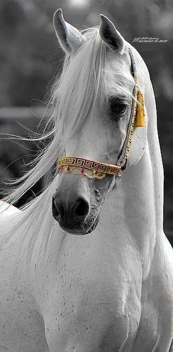 أبيك تدري إني فيك أكتفيت ، 
وأبيك سما مايُوصلك إلا أنا🖤.

#مساء_الخير