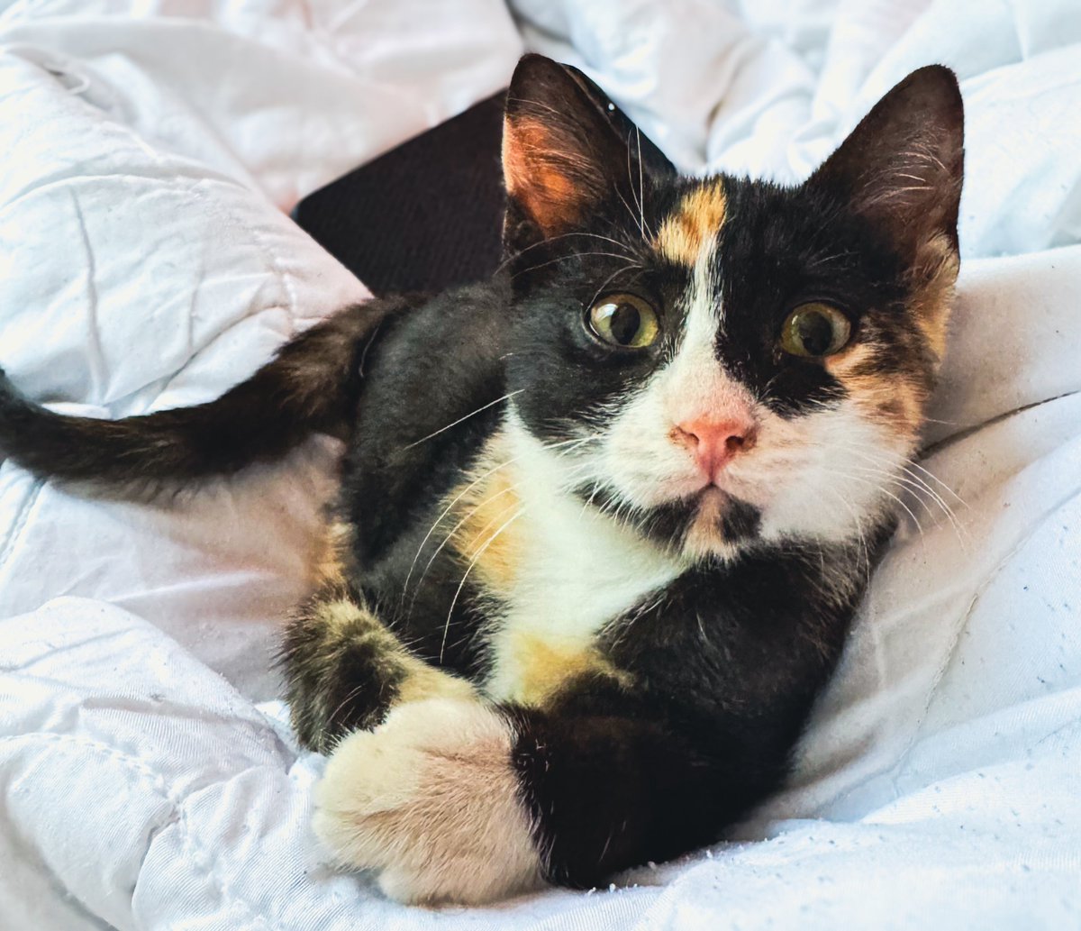 @Humusgiller Çakma Şirret yuvasını arıyor ☺️